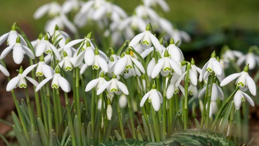 Close up picture of snowdrops in bloom